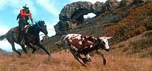 cowboy lassoing steer